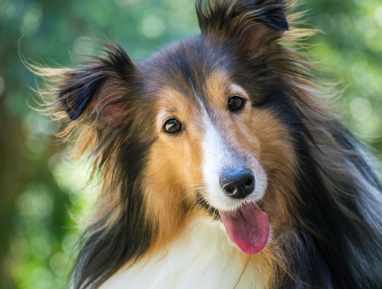 웃는 얼굴의 콜리.