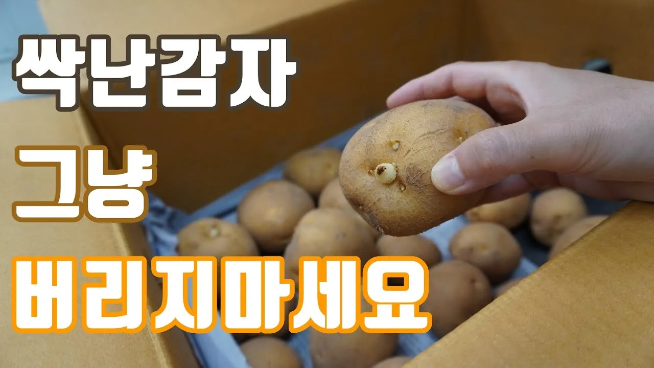 싹난 감자 먹기 주의점 레시피_3