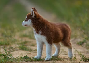 강아지 사진/출처:어도비스톡