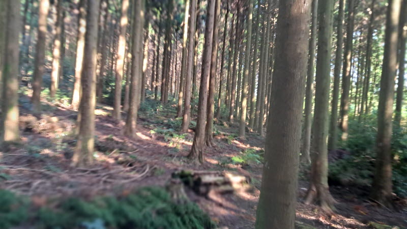 제주_사려니숲길