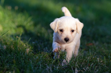 강아지 종합검진관련사진