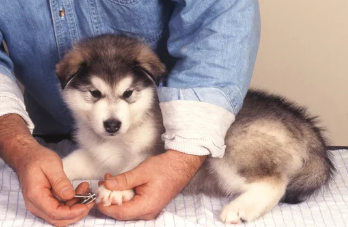 강아지 발톱깎는 모습/출처:어도비스톡