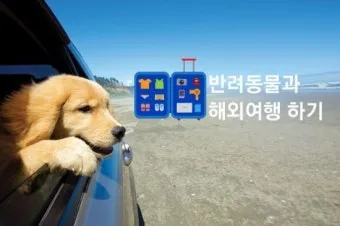 반려동물과 해외여행 기내 직항 펫 전용 준비와 절차_23