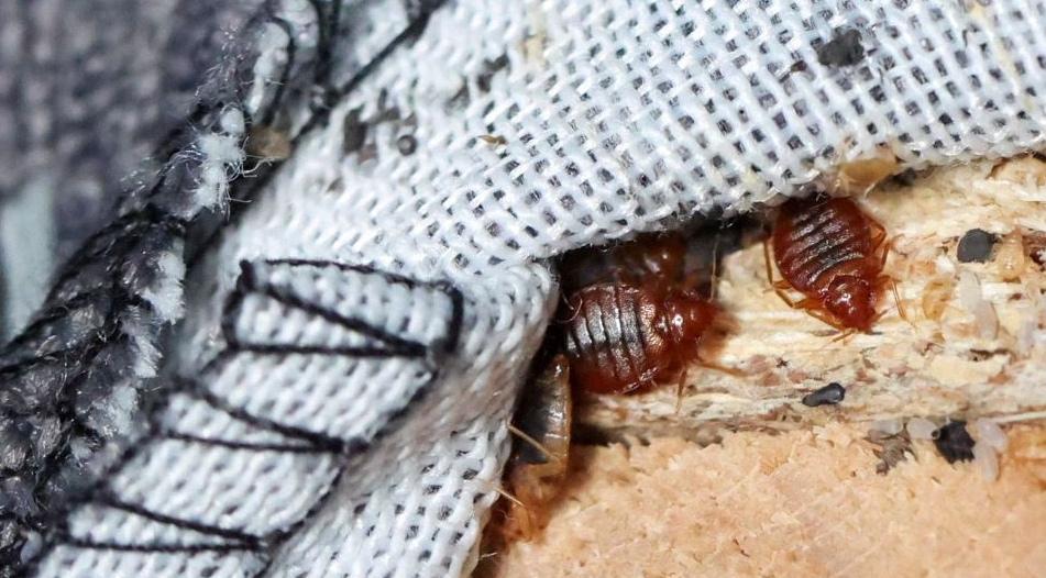 빈대 퇴치법과 효과적인 빈대 퇴치제