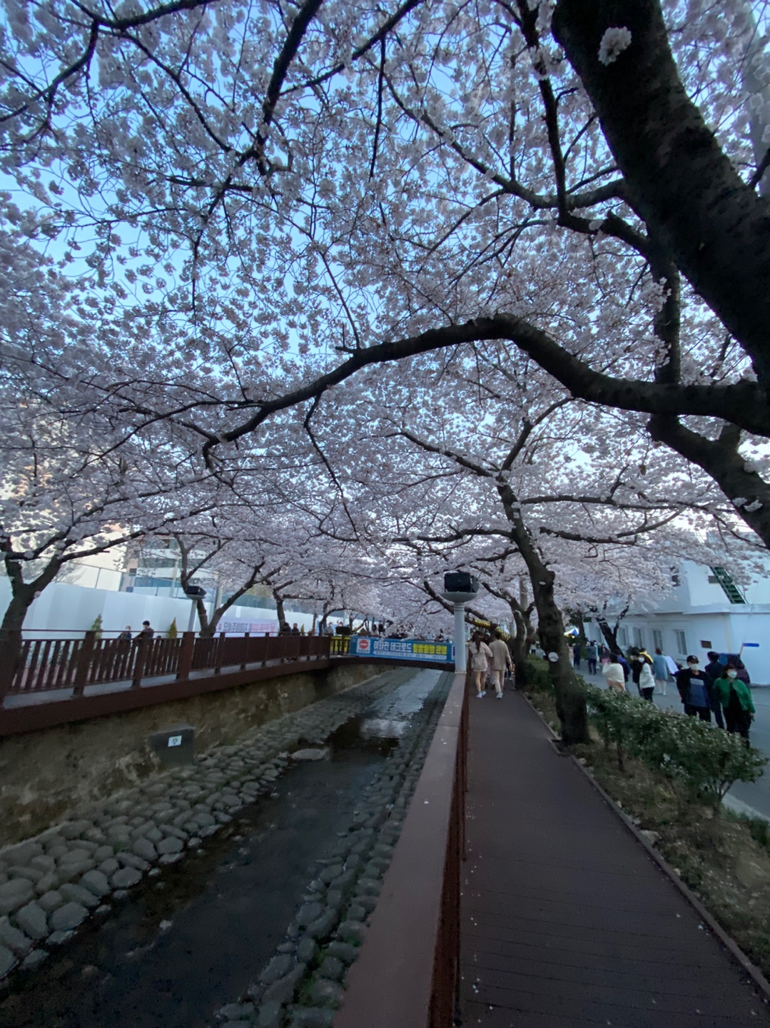 진해벚꽃실시간 여좌천 다리모습