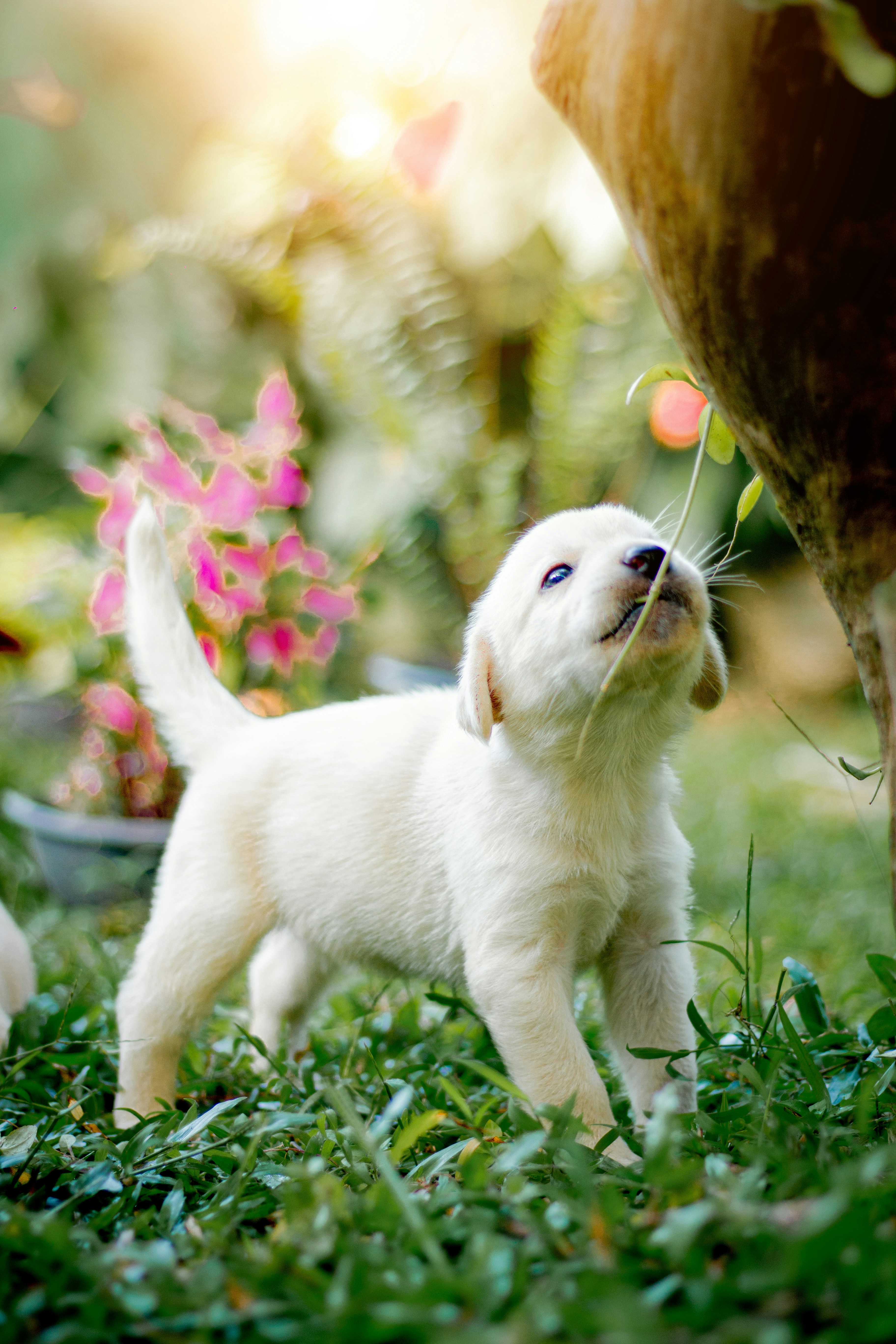 반려견동반계곡