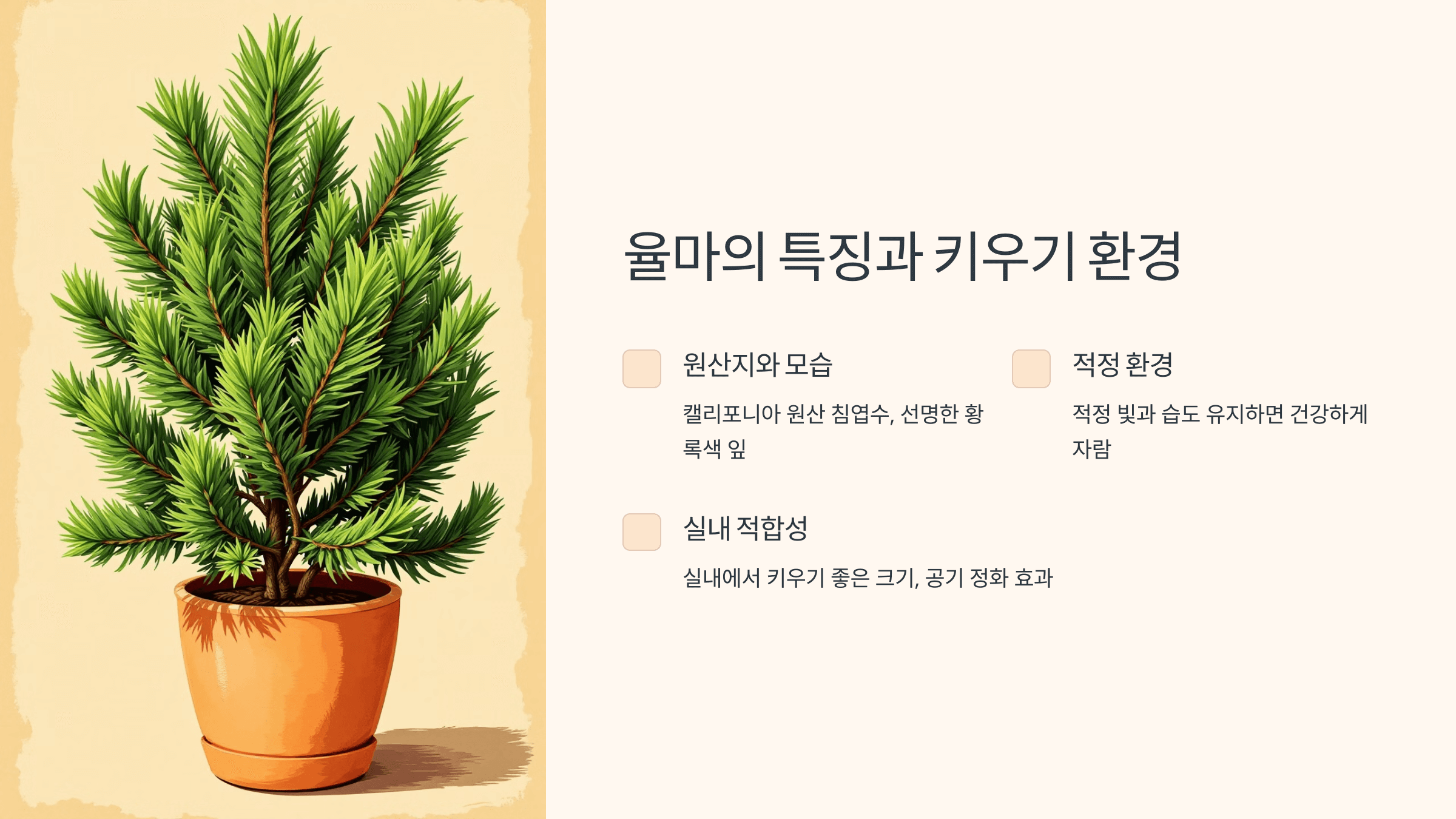 율마와 관련된 사진입니다.