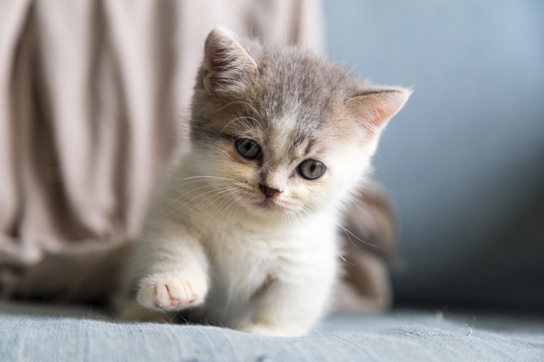 Kitten.