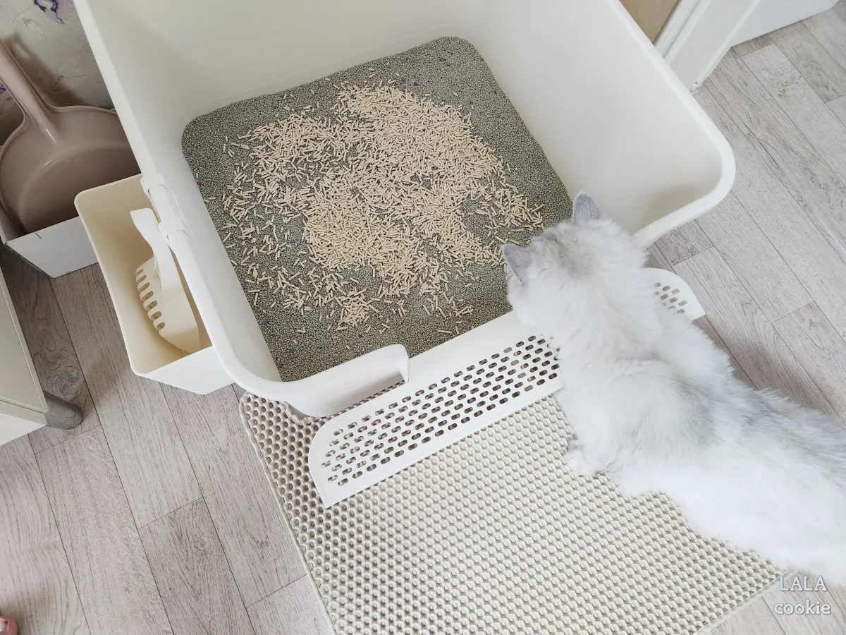 고양이-모래-바꾼-후기-반응-모래-보는-고양이-뒤통수