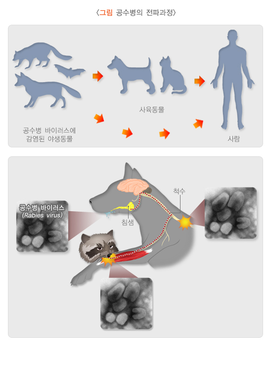 광견병 감염 경로