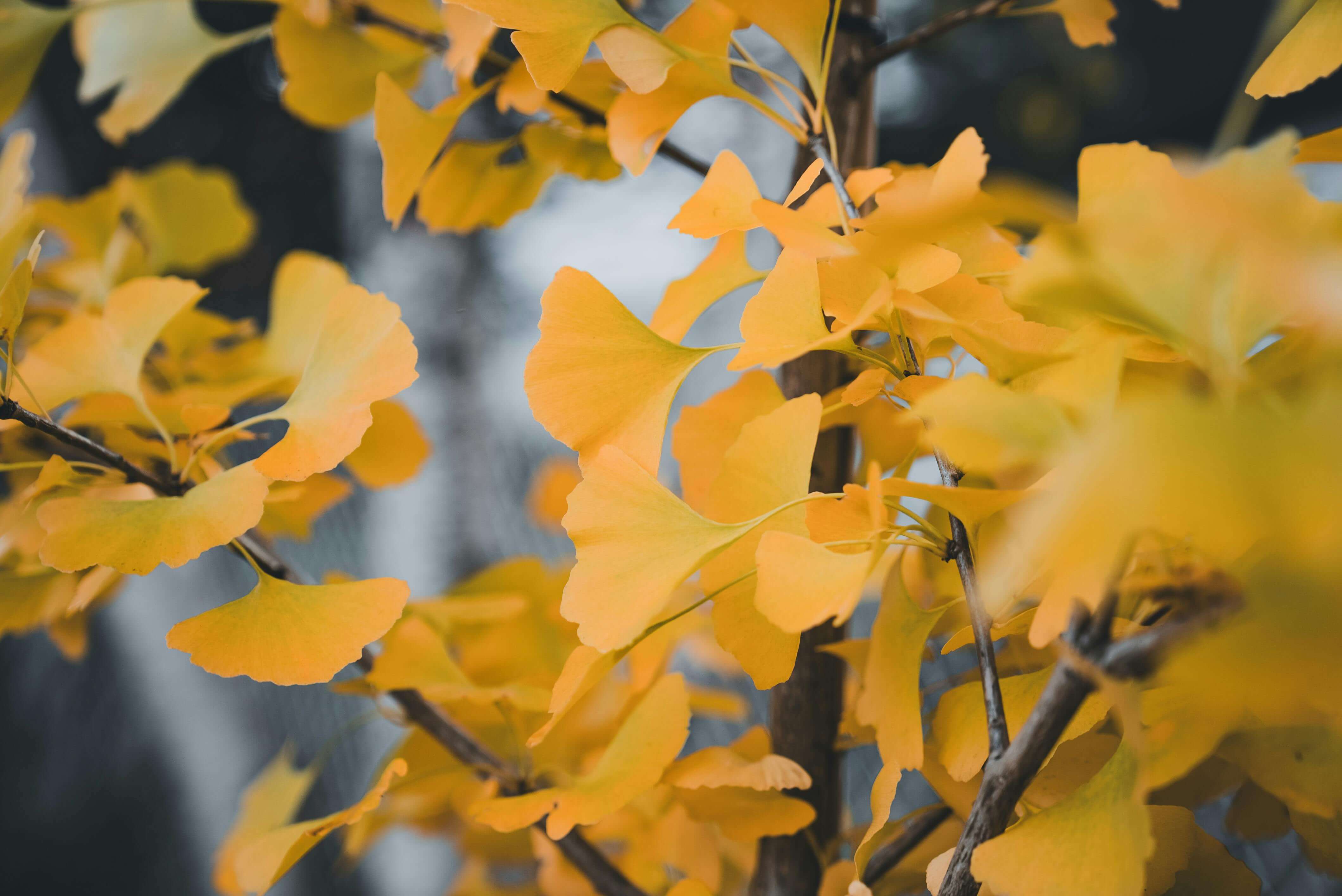 에버랜드 비밀의 은행나무숲 산책 예약방법 프로그램 신청 안내