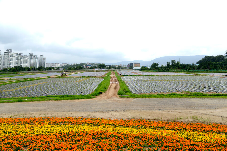 나리공원 꽃밭