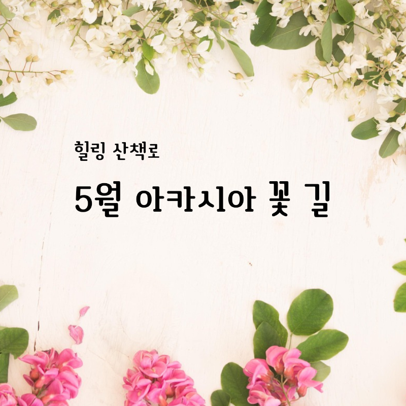 힐링 산책로 - 아카시아 꽃길