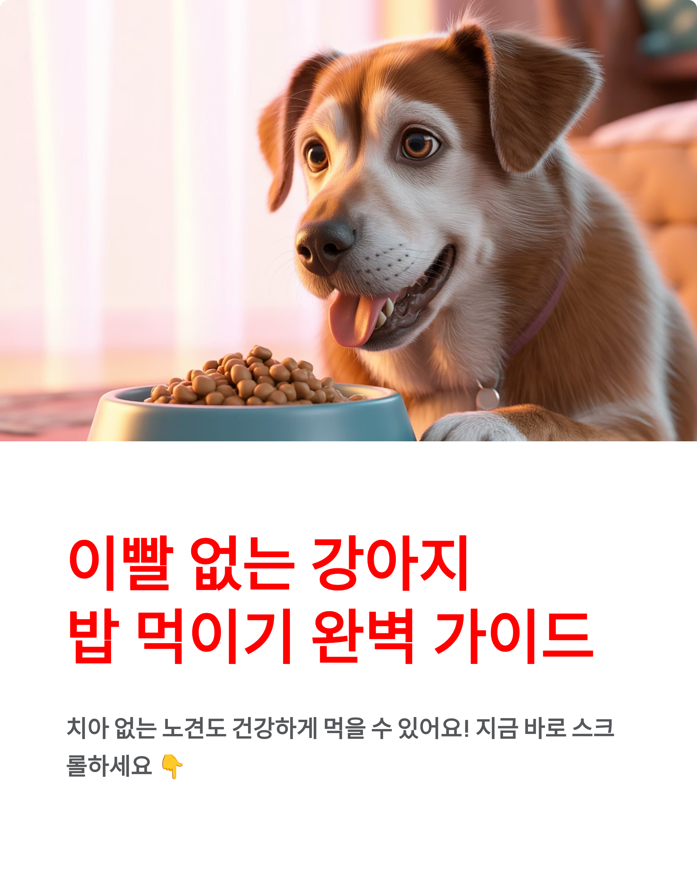 이빨없는 강아지 밥먹이기 - 노견 사료와 유동식 완벽 가이드! 🐶