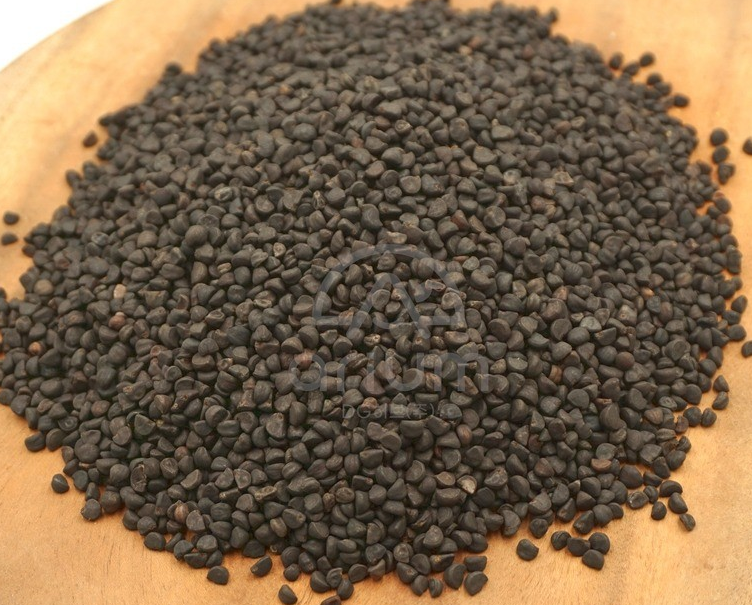 모티리톤정 성분 견우자