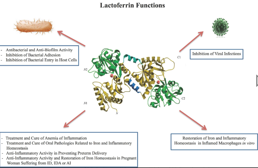 락토페린-세포내-기능