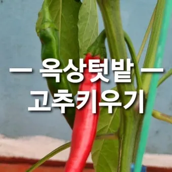 텃밭 고추 키우는 법 모종심기 지지대 순지르기 탄저병 예방_26