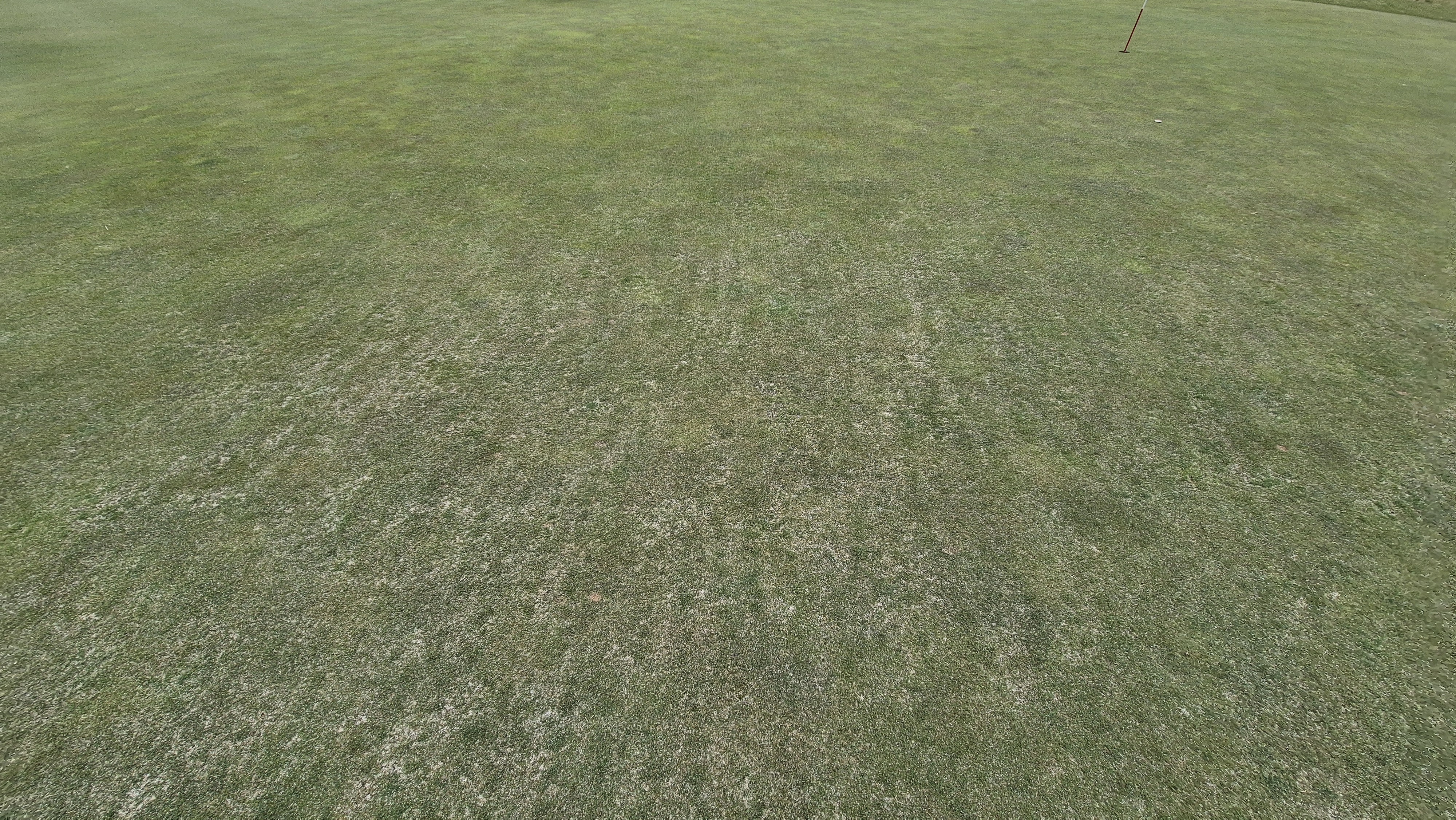 시그너스cc 코튼-라미 코스 그린 관리 상태