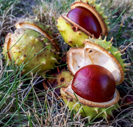 마로니에 열매 독성 성분 칠엽수 열매vs밤 구분법 효능 부작용 먹는법 1