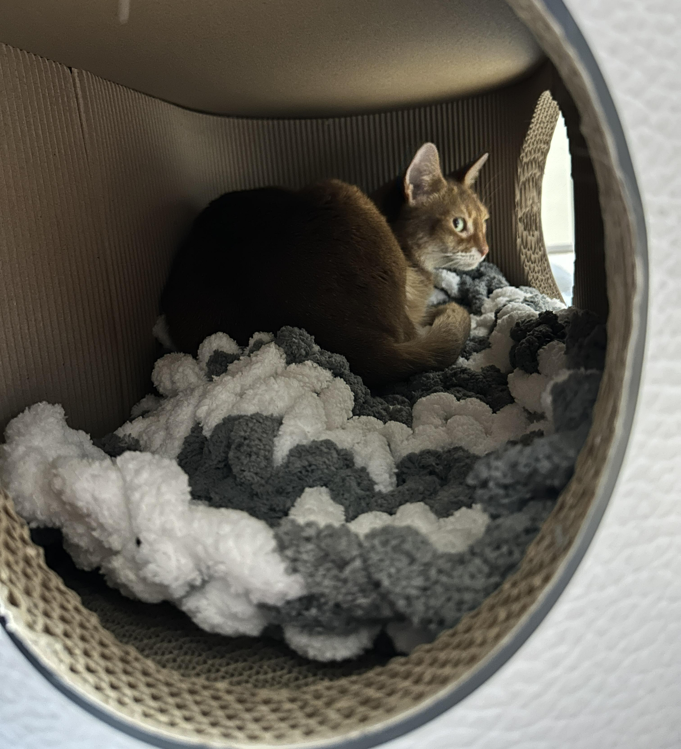 청키수면사_방석_깔아둔_하우스_안에_들어가서_자리_잡은_루나