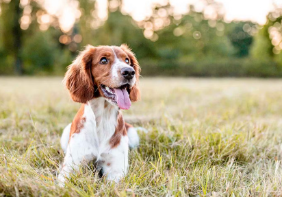 쳐다보는 강아지