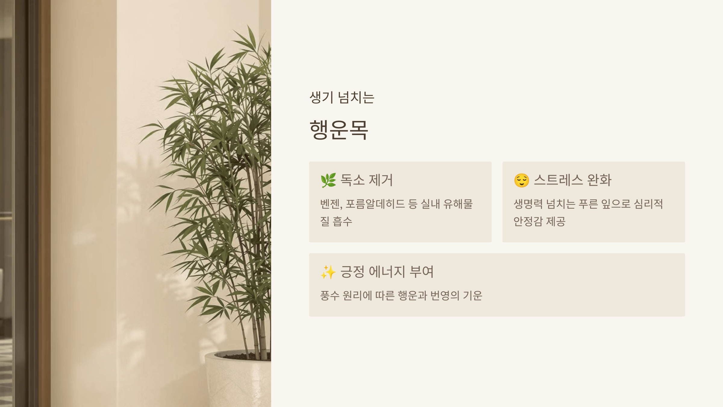 행운목 - 공기 정화와 긍정 에너지