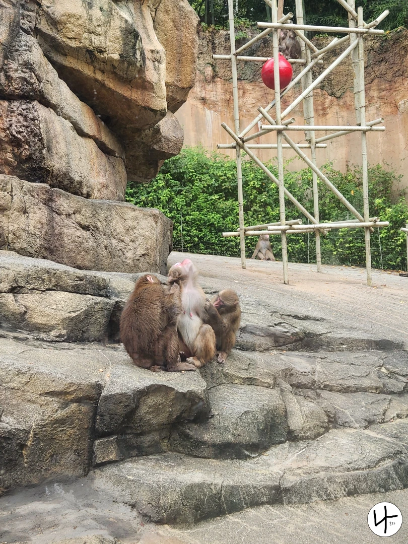 서로-벌레를-잡아주는-일본원숭이들