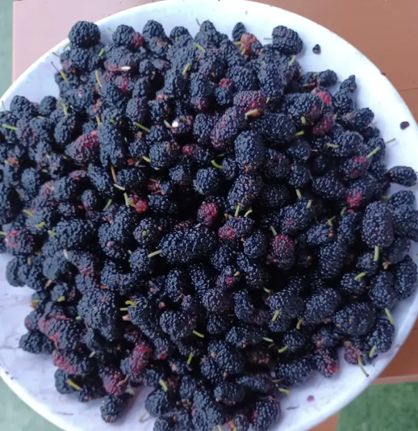 접시-담긴-많은-오디