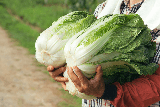 절임배추 추천 BEST 5