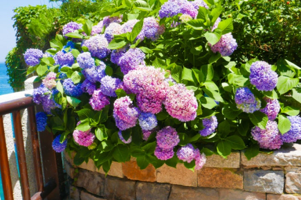 강원권 수국명소 추천 7곳, 여름 여행지로 꼭 가봐야 할 인생샷 스폿 총정리