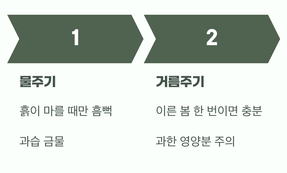 비결 3. 과한 사랑은 금물&amp;#44; &amp;#39;물&amp;#39;과 &amp;#39;거름&amp;#39;