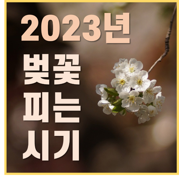 벚꽃 피는 시기