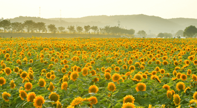 황룡강에 핀 해바라기 무리