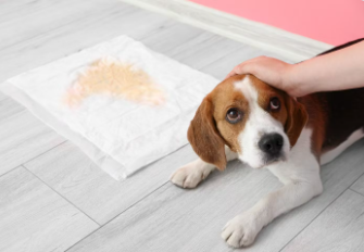 칭찬받는 강아지