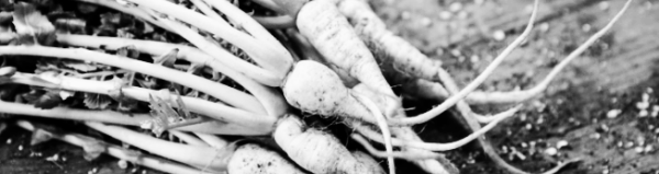 열무 보관법: 열무 제철 언제?