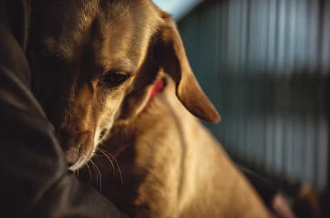 '스트레스'로 인해 설사하는 개.