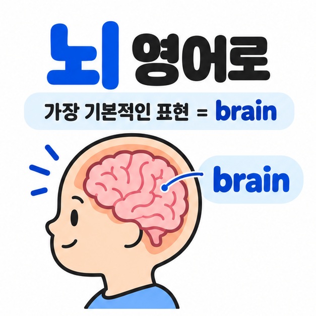뇌 영어로를 사람 머리 속 뇌 그림과 영어 단어 brain으로 표현한 카드뉴스