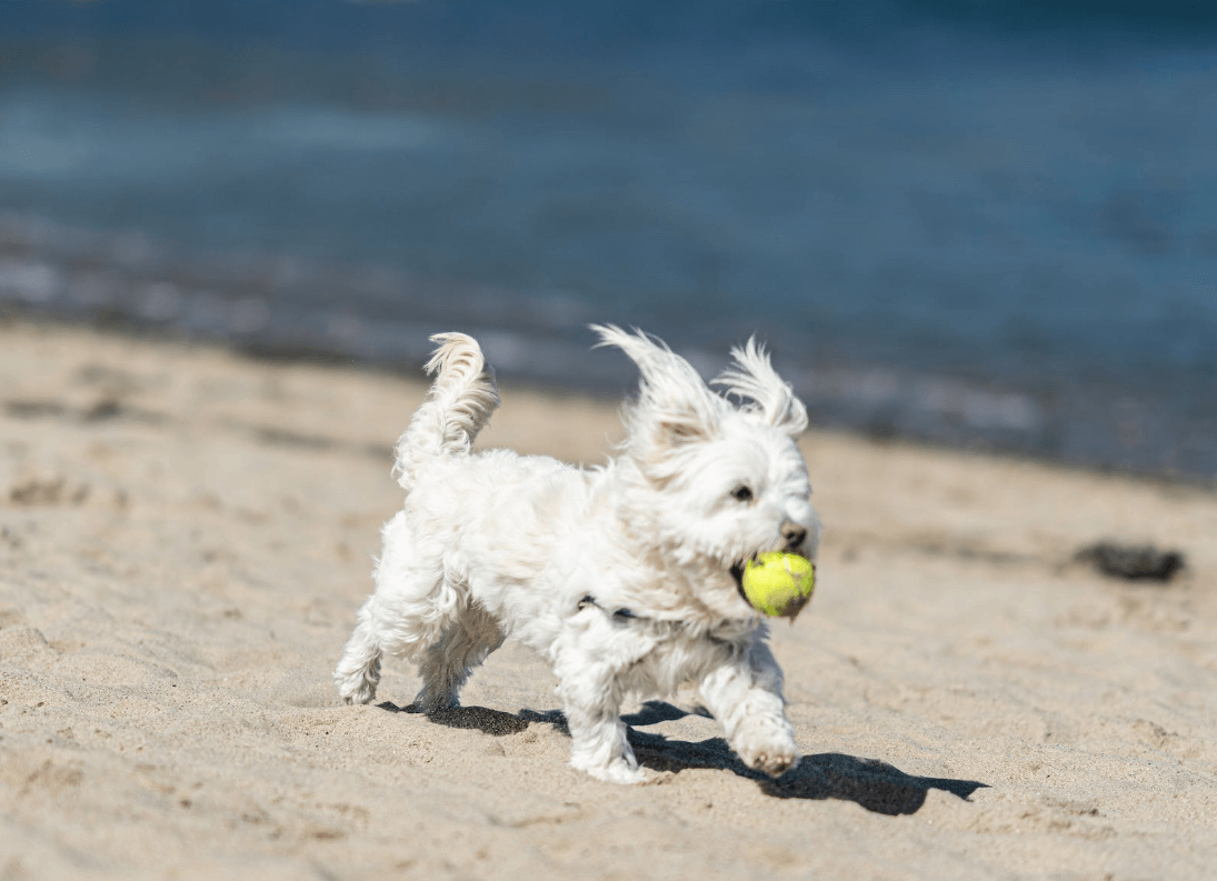 애완용 강아지 종류 및 특징 정리 - 소형 강아지 종류