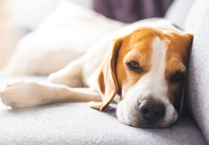 누워있는 강아지