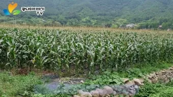 옥수수 재배 수분 수정 바람 피해 예방 거름 주기_8