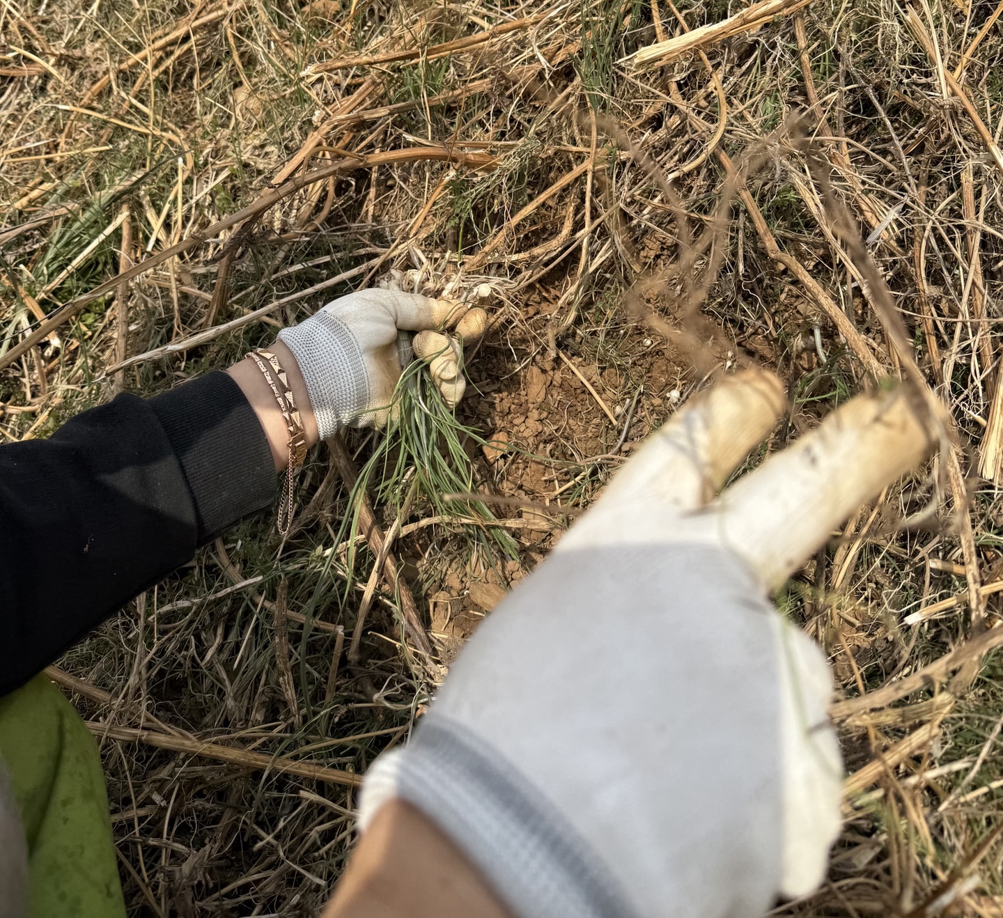 노지에서 캔 달래, 신선한 자연의 맛