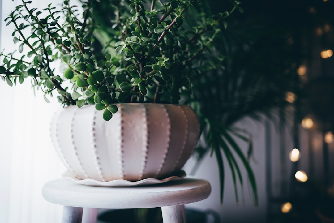 Decoration.
