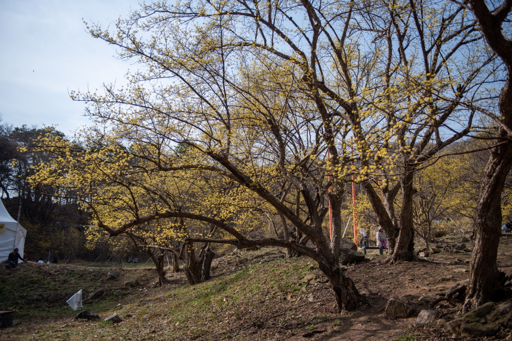 제26회 이천백사산수유꽃축제 일정 & 프로그램 안내/ 주차 안내