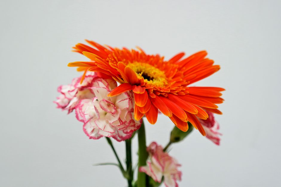 Close-up of a vivid gerbera daisy paired with delicate pink carnations, showcasing nature's beauty.