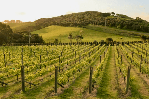 뉴질랜드 워킹홀리데이 완벽 가이드: 비자부터 정착까지