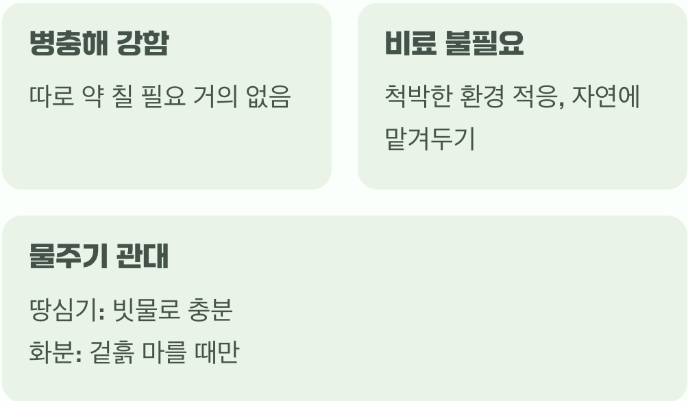 거의 손길이 필요 없는 착한 식물