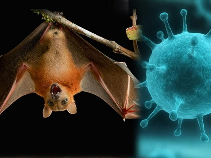 니파 바이러스 치료제 없는데 감염병 인도확산조심 우리나라는 안전할까