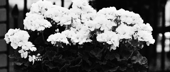 제라늄 꽃말: 하얀 제라늄 (화이트 제라늄)