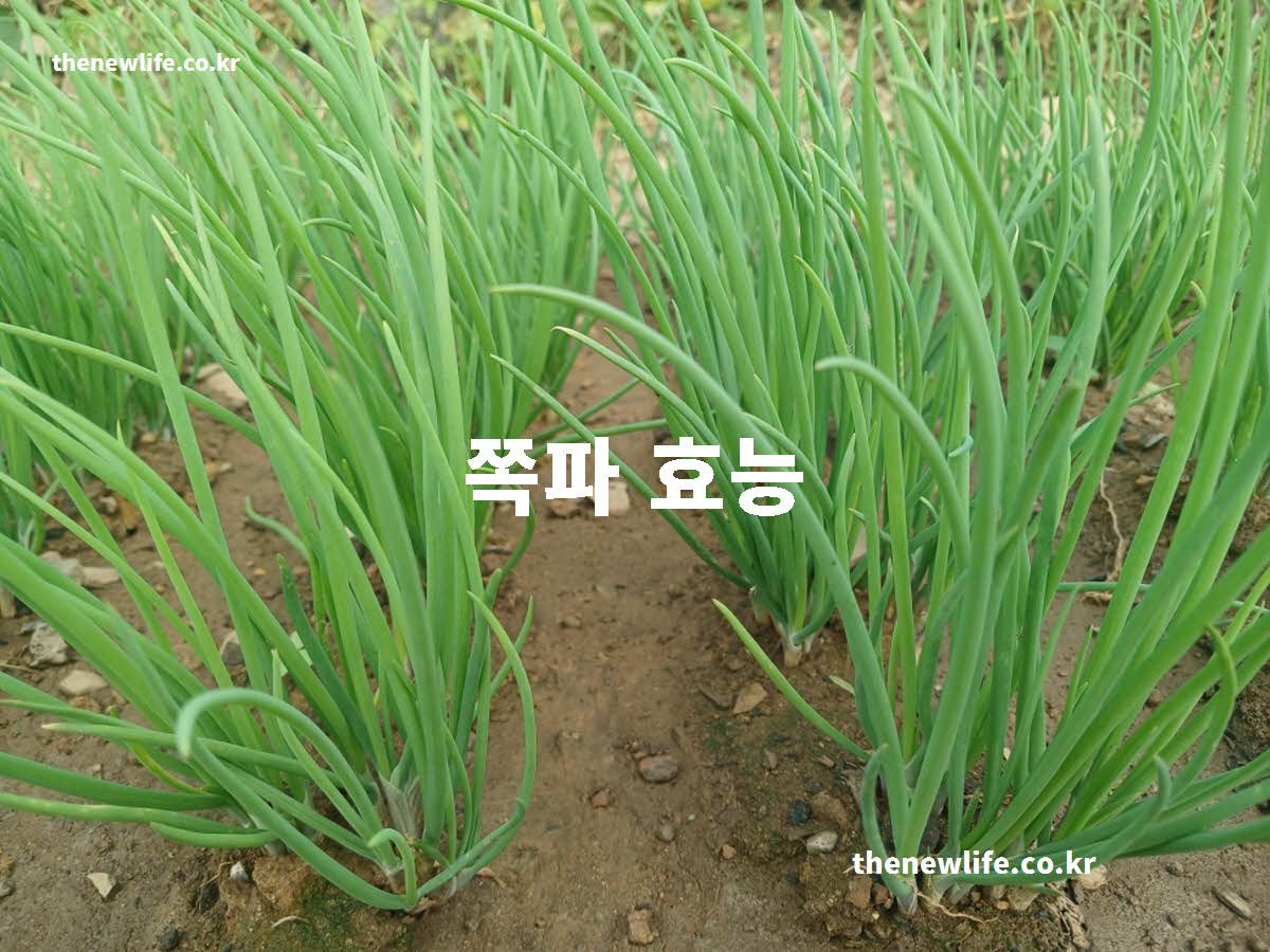 쪽파 효능 대표 실사진