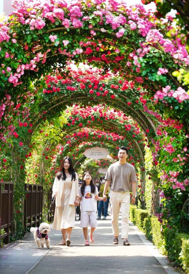 6월에 가기 좋은 데이트 코스 서울 중랑천 장미축제